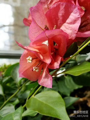 看到花開了，拍了張獻丑