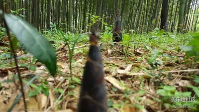 雨后的春筍，茂密的竹林，尋找心靈的歸宿