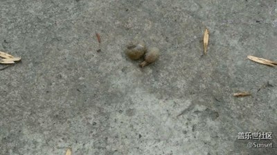 一場雨后蝸牛全出來了?。?！