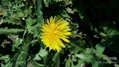 認識這種花嗎？