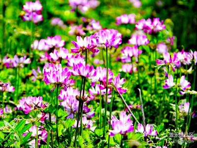 野花為誰(shuí)開，爭(zhēng)芳斗艷