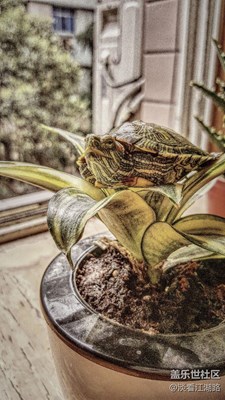 panda， are you ready?