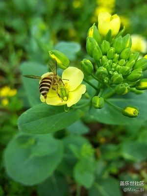 Bee