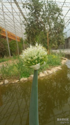 【2016-04-09】花？蔥？??