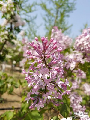 紫丁香。
