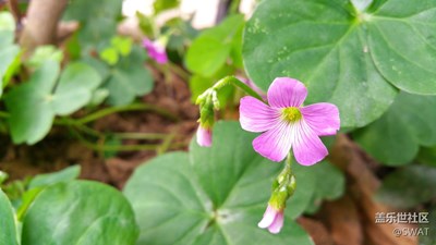 花盤里的野花