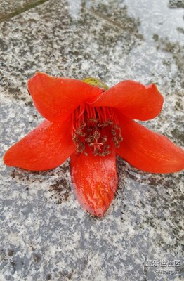 風(fēng)雨摧殘后的木棉花