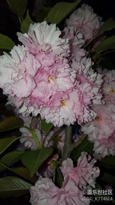 S6edge 鏡下的櫻花??