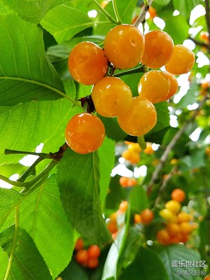 蒼翠欲滴紅櫻桃——三星Galaxy  S7 專(zhuān)業(yè)模式體驗(yàn)（三）