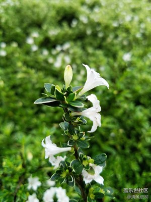 好似六月飄雪——S7園林科普