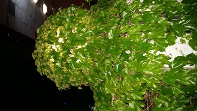 路燈·鄉(xiāng)村