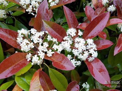 啥個(gè)樹(shù)，旺旺地開(kāi)著花