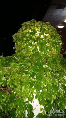 路燈·鄉(xiāng)村