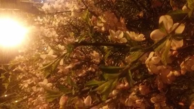 終于有點春天的味道了！