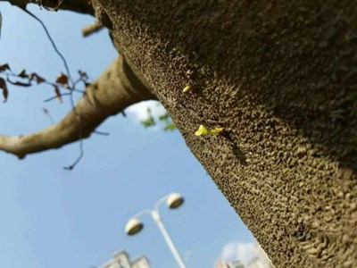 枯樹(shù)逢春又新芽