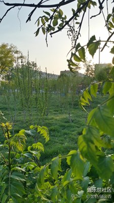 城市中的一抹綠意