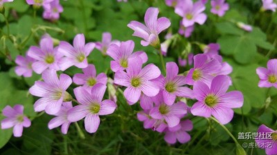 【春妝】+贛州+路邊的小花