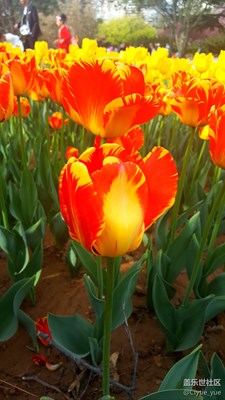 又到郁金香花季