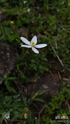 剛剛拍的小花，草。微距