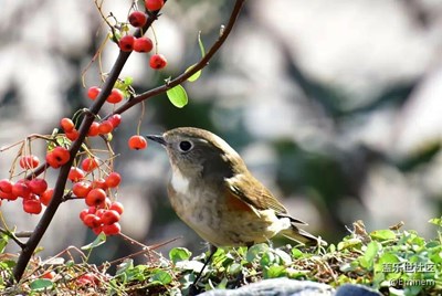 【春去花還在，人來(lái)鳥不驚】