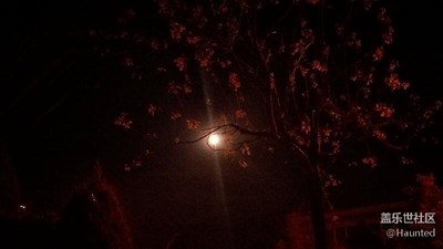 一花一世界