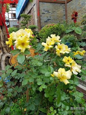 不會專業(yè)模式