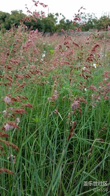 路邊的野花隨拍