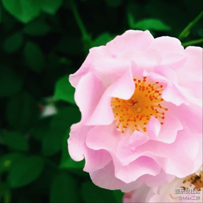 薔薇