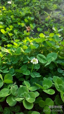 飛行中的小蜜蜂