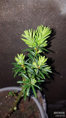 紅豆杉