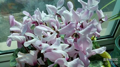 老媽養(yǎng)的花開了