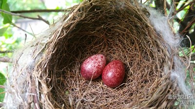 今天發(fā)現(xiàn)雌鳥來過