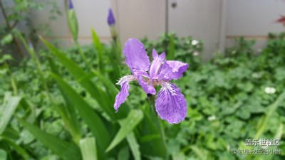 留住春天的剎那