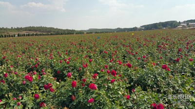 玫瑰花開爭奇斗艷