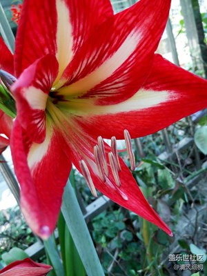 不一樣的季節(jié)不一樣的紅