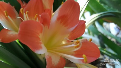 玉蘭花