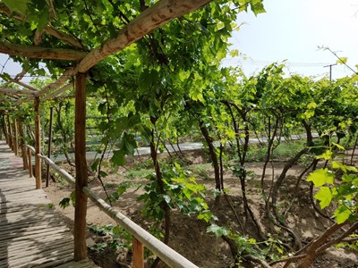 不一樣的吐魯番之行----Day3