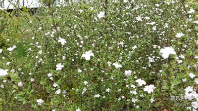 白花點(diǎn)點(diǎn)