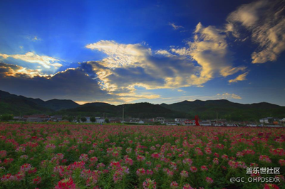 花海與天空