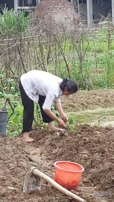 【勞動者的歌】+贛州+媽媽是一幅勞作的畫（7）