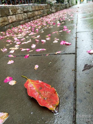 落花與露珠——生命的延續(xù)