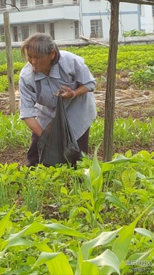 【勞動者的歌】+贛州+媽媽是一幅勞作的畫（14）