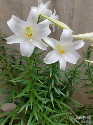 *隔壁家的百合。