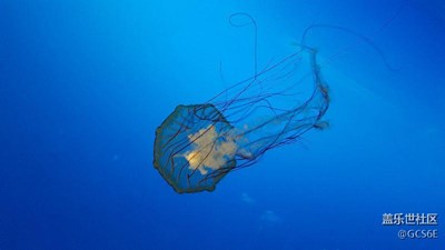 水族館兩張