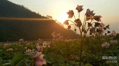 一棵小花拍來拍去
