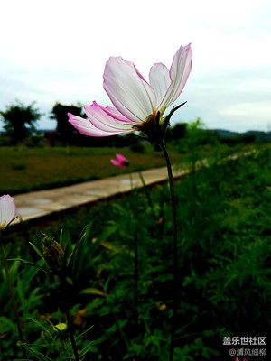 凄美奔放集于一身的格?；?---非三星手機(jī)拍攝