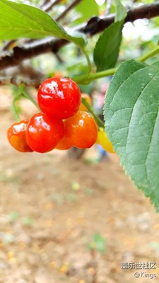 吃櫻桃了