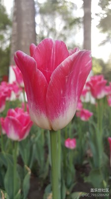 郁金香花節(jié)