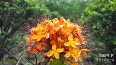 真正的無(wú)憂花