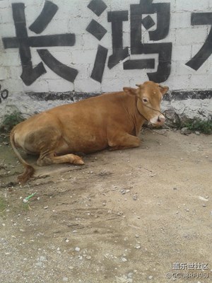 可愛的它~~廣西~~農(nóng)民的忠實(shí)伙伴